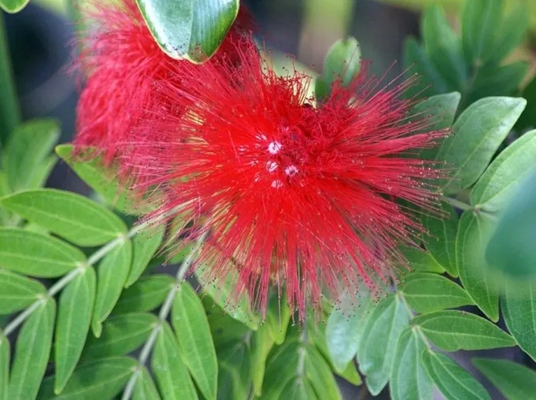 Callistemon
