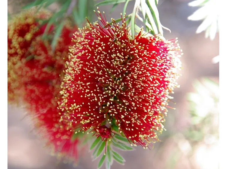 Callistemon