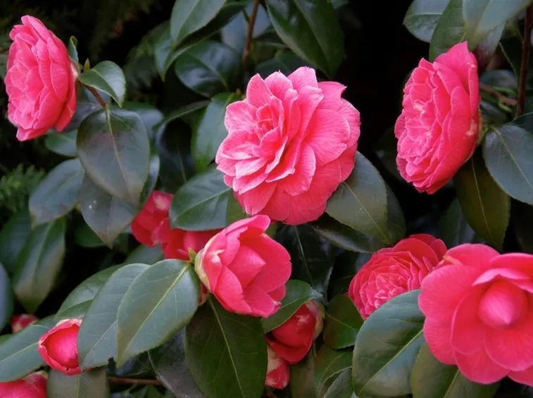 Camelia japonica