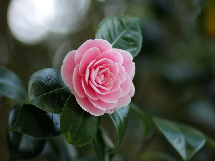 Camelia japonica