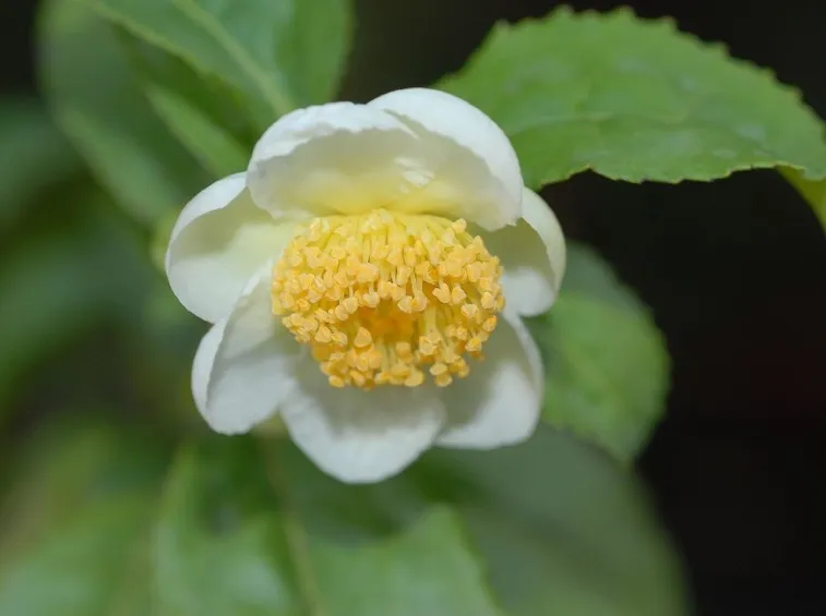 Camelia sinensis