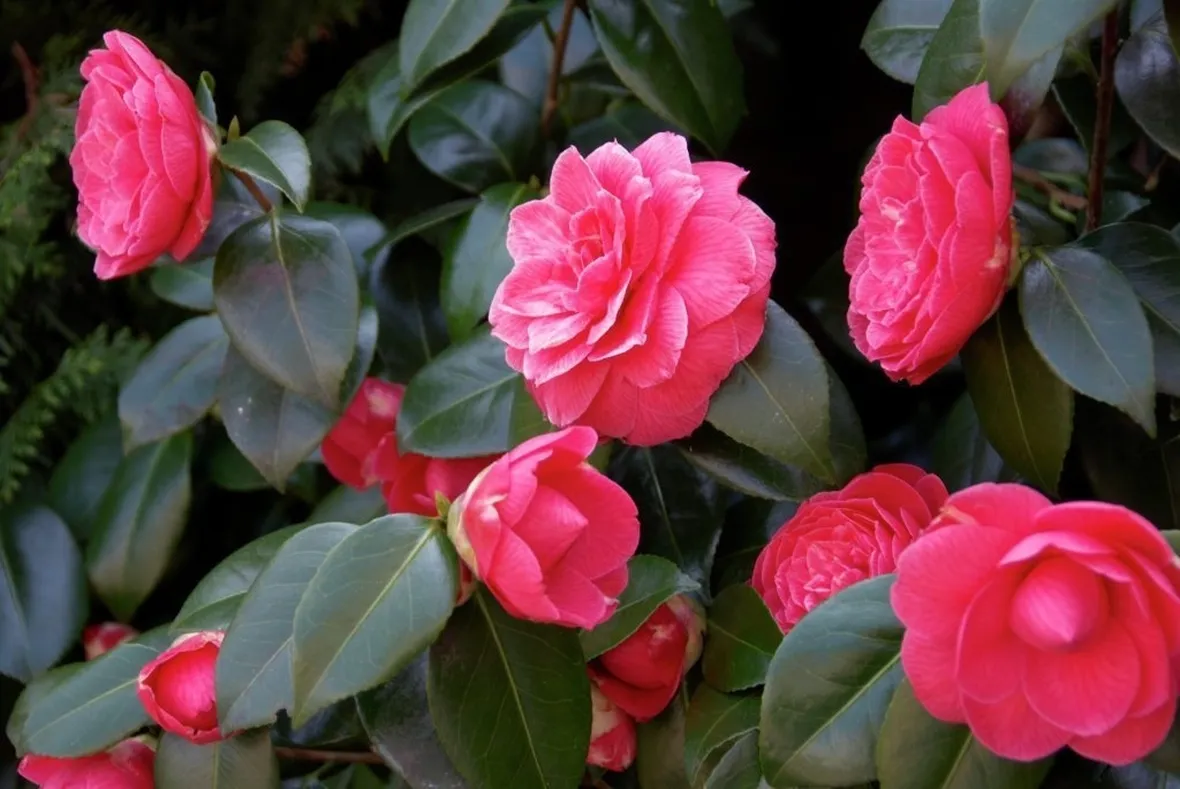 Camelia japonica