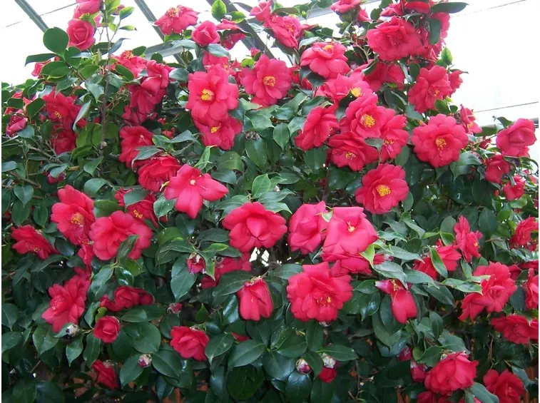 camellia
