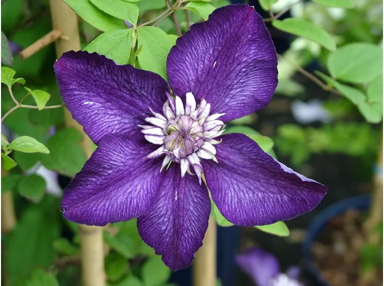 Clematide viola