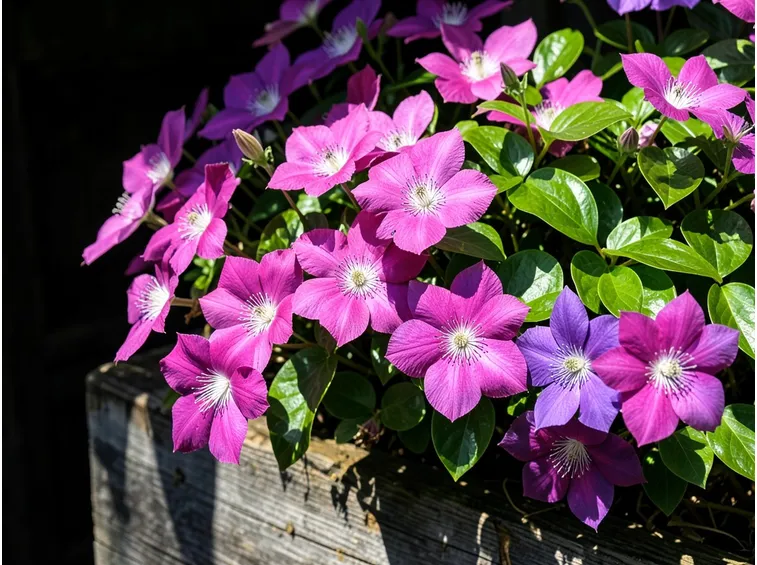 Clematide fiori