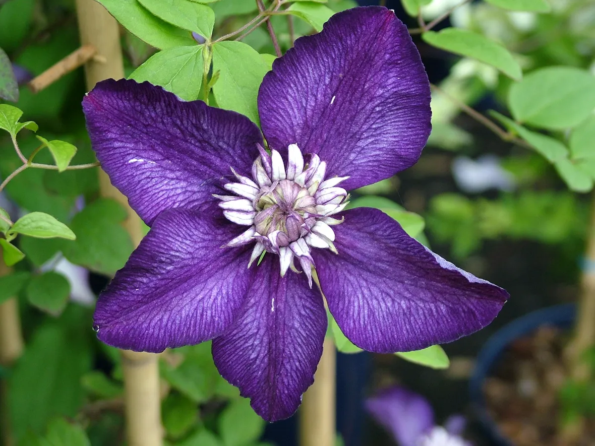 Clematide viola