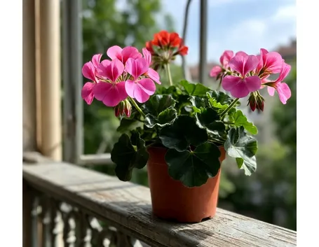 pelargonium macrantha