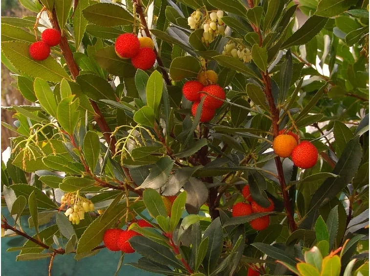 Corbezzolo