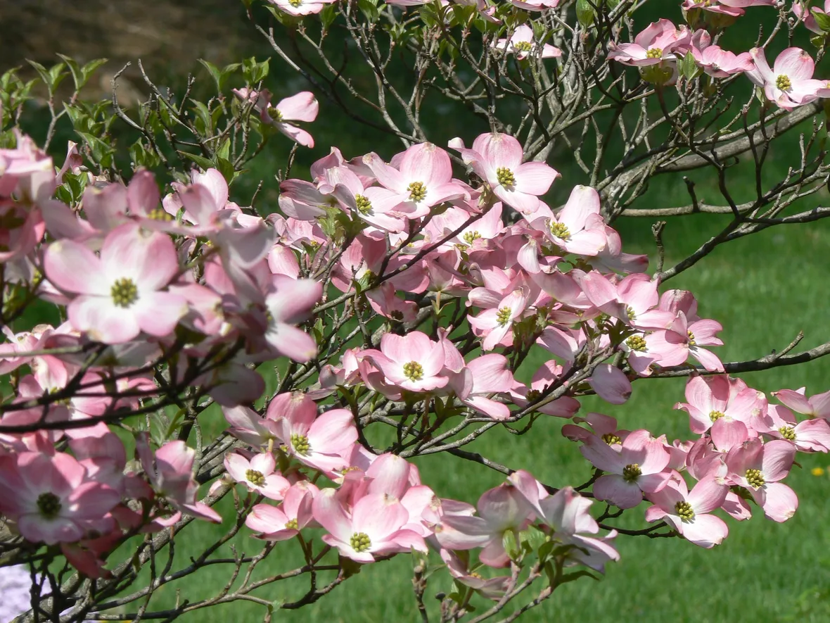 Corniolo da fiore