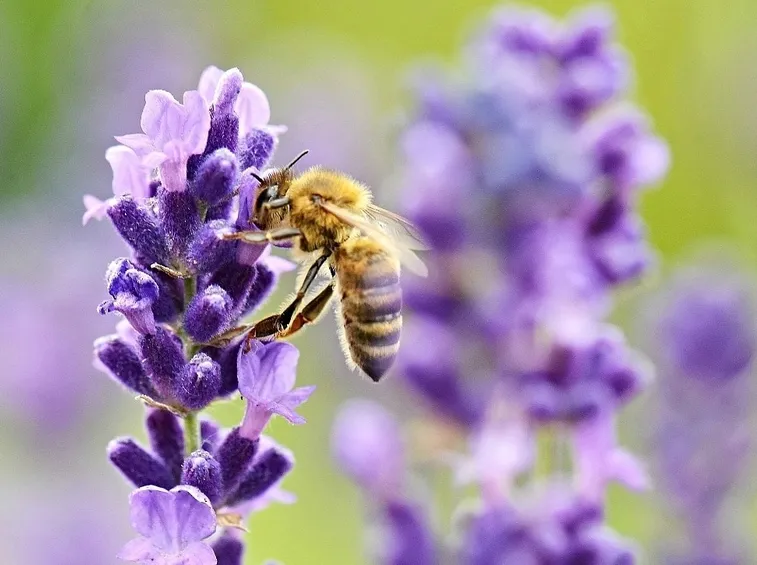 Lavanda
