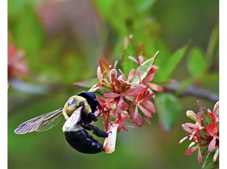 Abelia