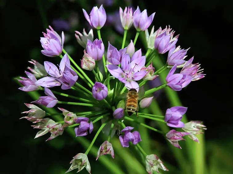 Allium
