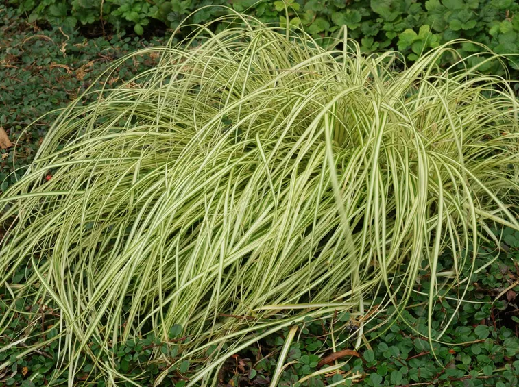 carex