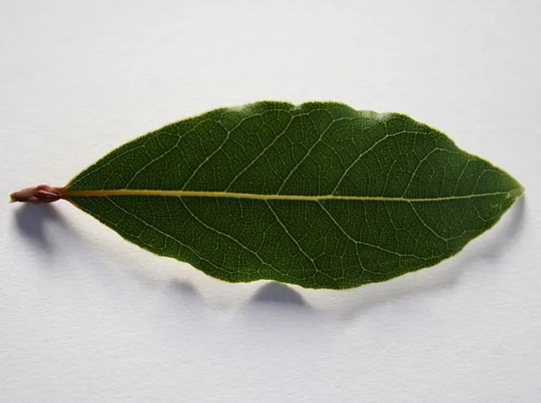 Pianta di alloro