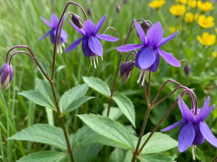 Aquilegia fiore