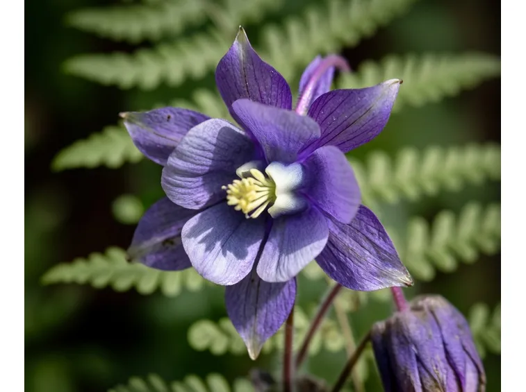 Germoglio aquilegia