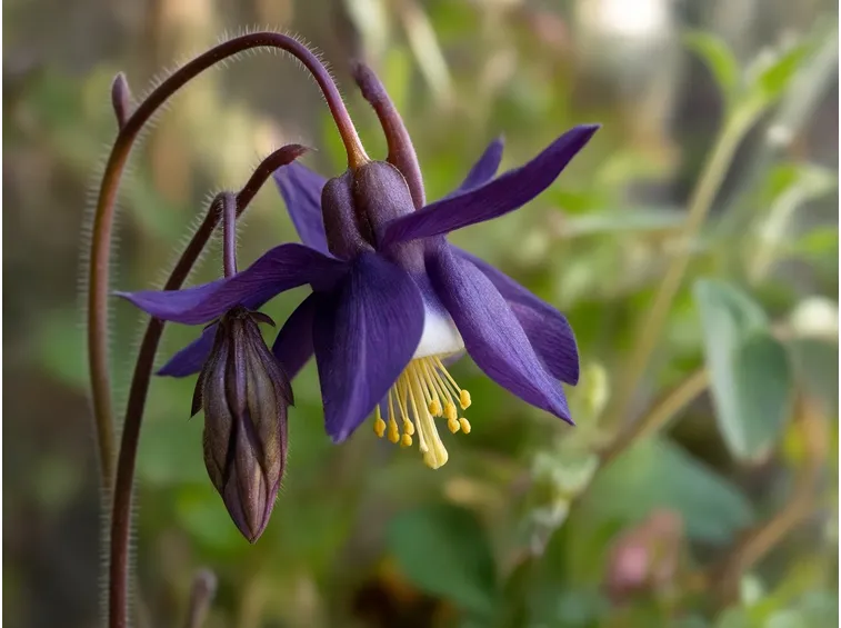 Fiore piante giardino