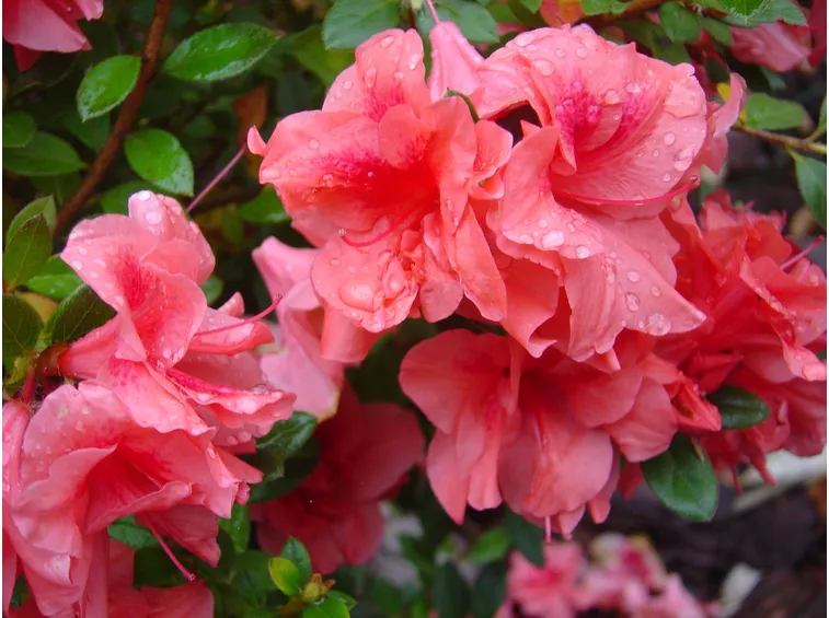 azalea fiore