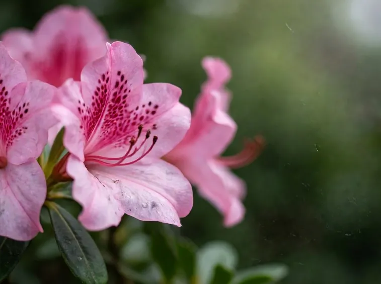 azalea