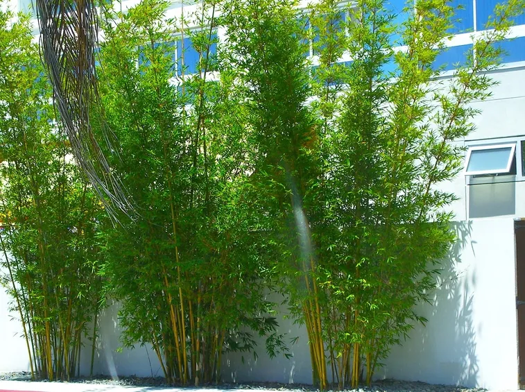 bambu nano