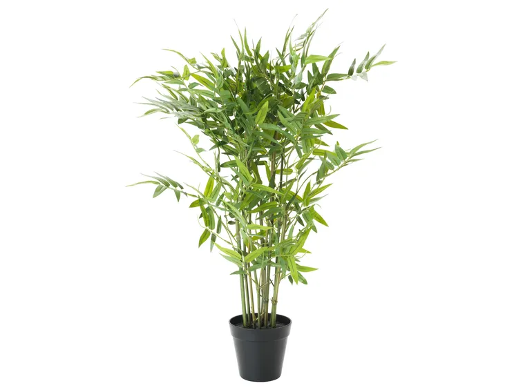 pianta di bamboo