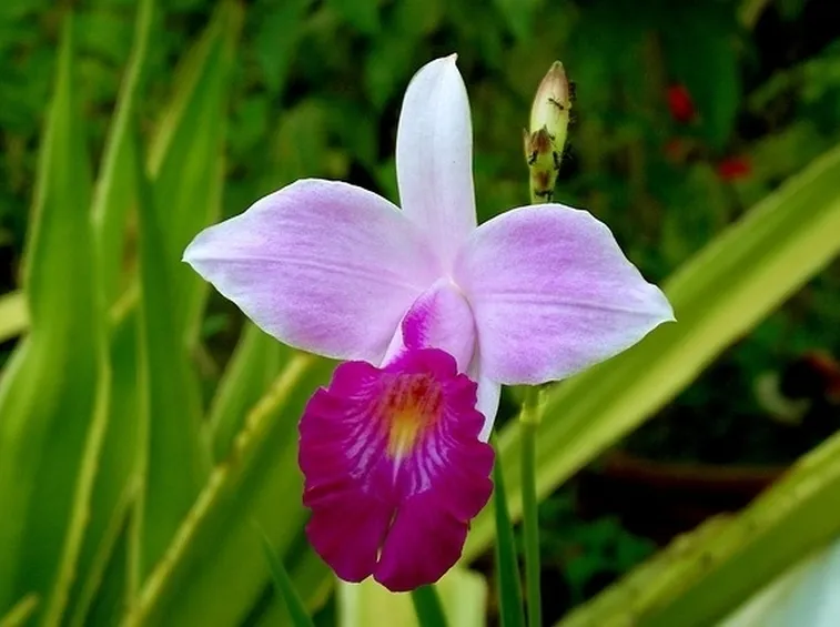 fiore di bambu