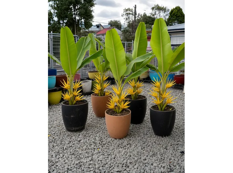 banani in vaso
