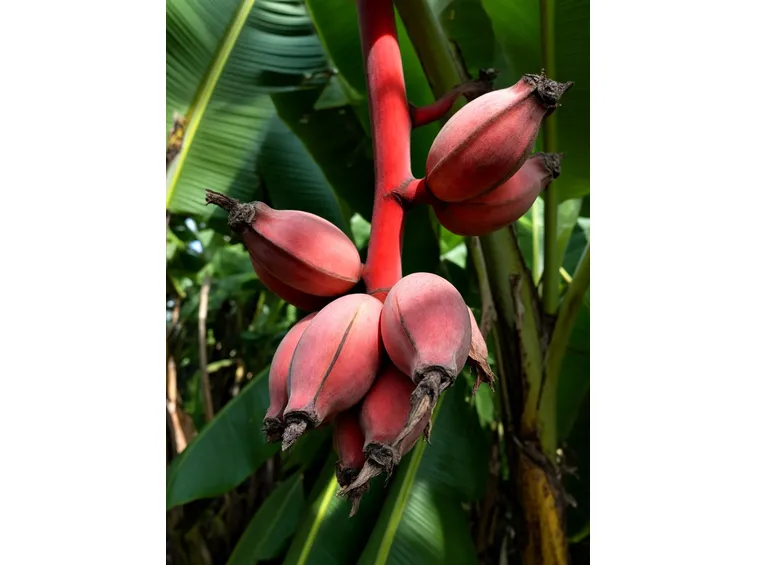 banano musa velutina