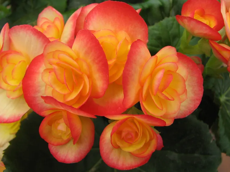 Begonia