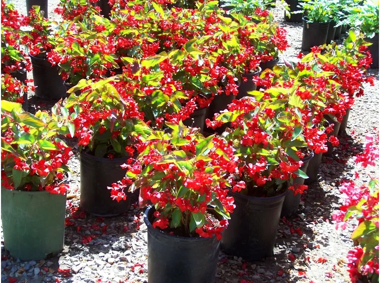 Begonia foglie