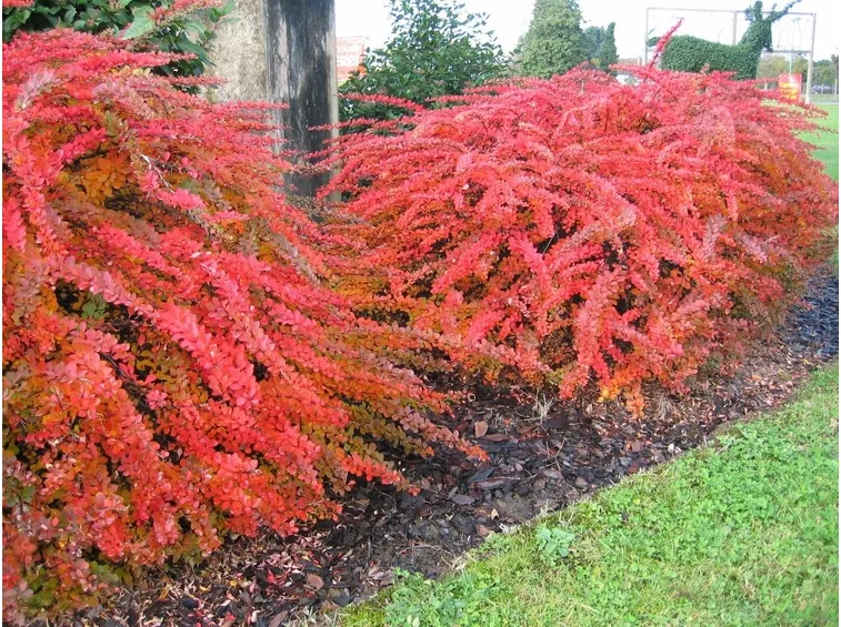 berberis thunbergii