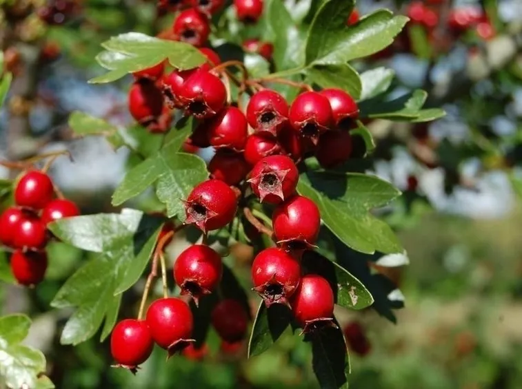 Biancospino