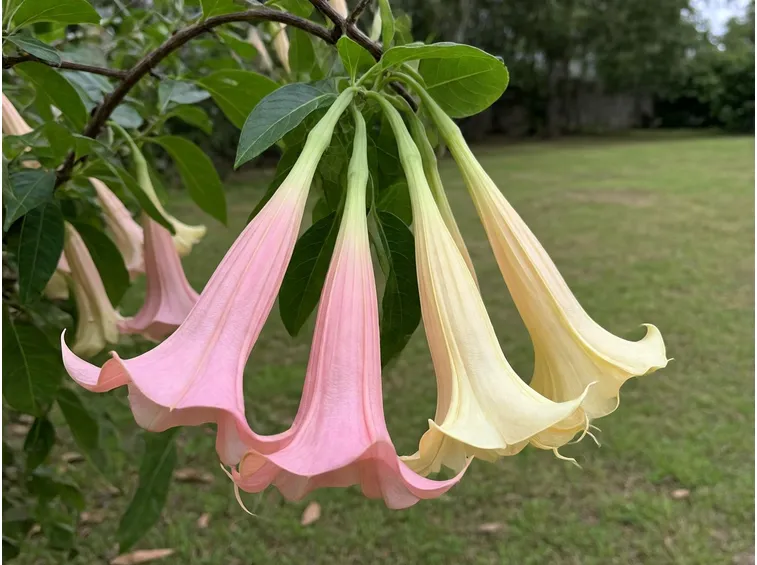 Brugmansia fiore rosa