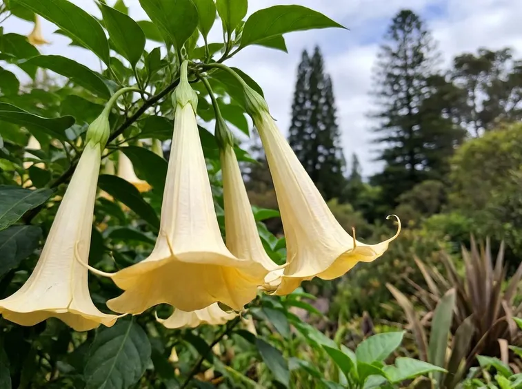 Datura pianta