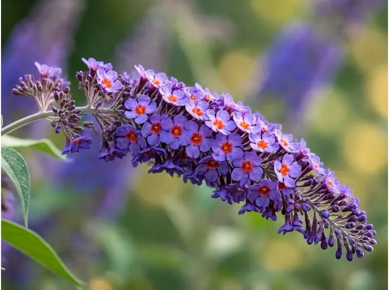 Buddleia fiori pianta