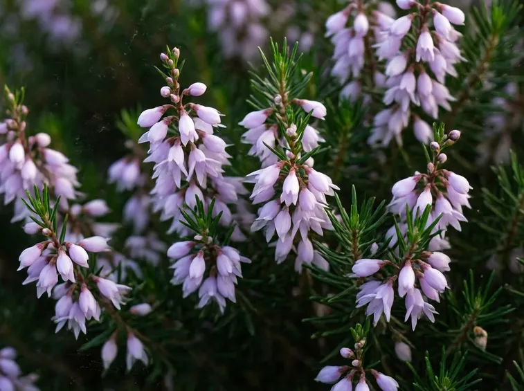 Fiore brugo