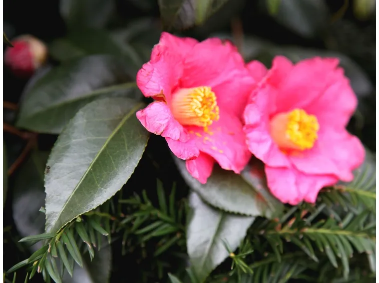fiori camelia