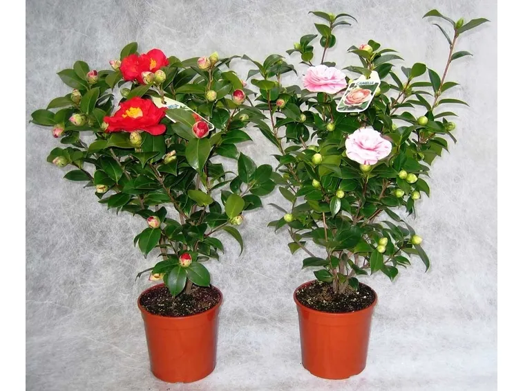 fiori camelia