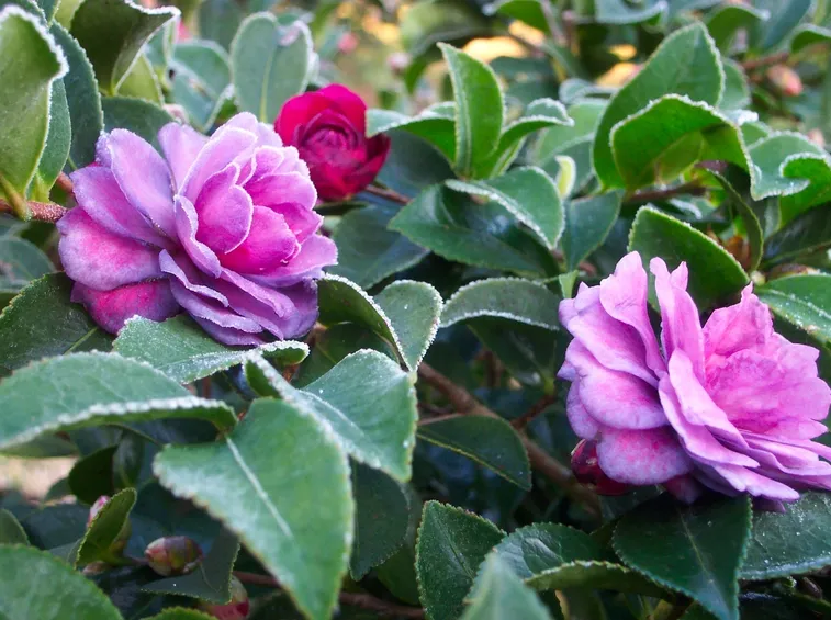 Pianta di Camelia sasanqua.