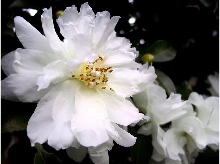 Esempio di fiore della Camelia sasanqua.