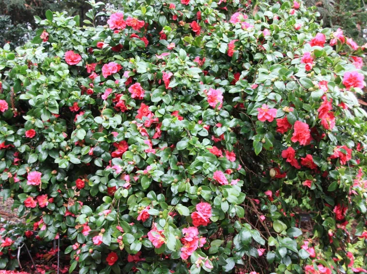 camelia sasanqua