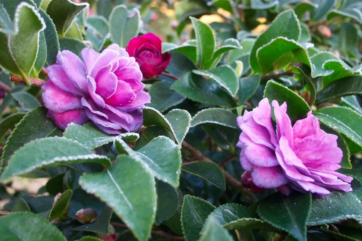 Pianta di Camelia sasanqua.