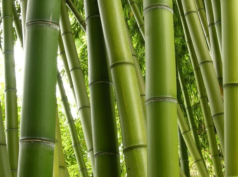 Esempio di fusto canna di bambu