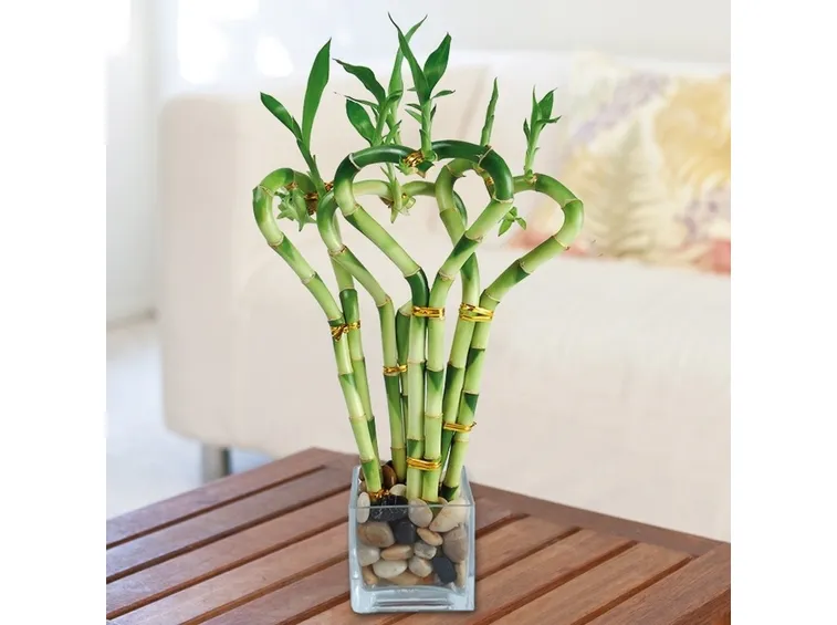 Dettaglio foglia canna di bamboo