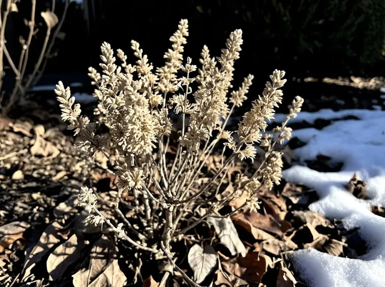 caryopteris