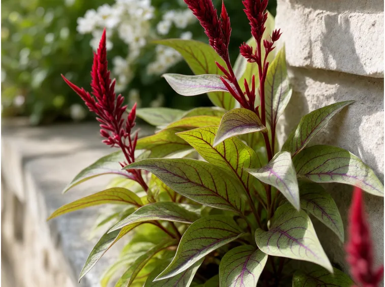 foglie celosia