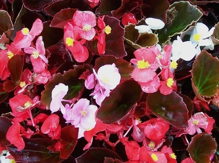 Begonia semperflorens