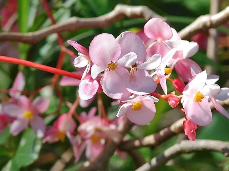 Begonia in fiore
