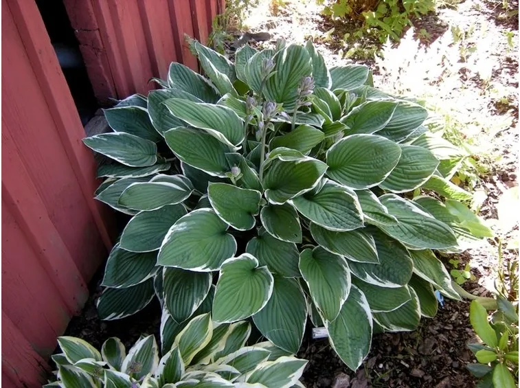 Hosta