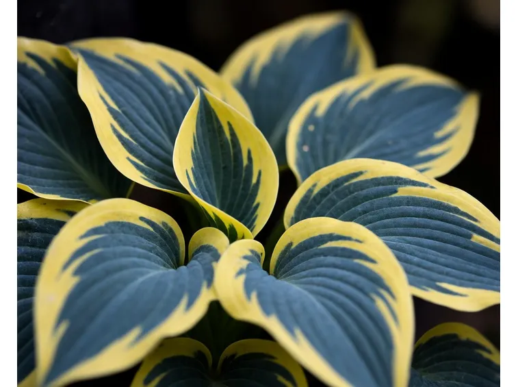Hosta Tokudama Flavocircinalis